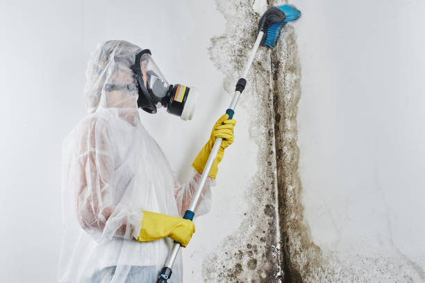 Best Industrial Mold Remediation in Horn Lake, MS