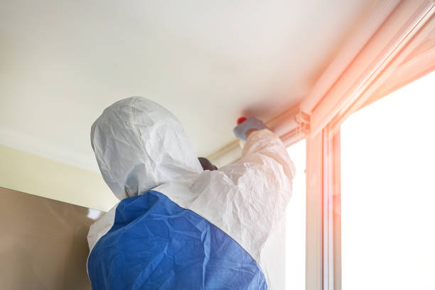 Best Black Mold Removal in Horn Lake, MS