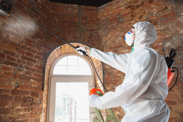 Best Mold Odor Removal Services in Horn Lake, MS